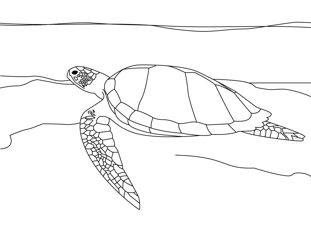 1060x770 Shocking Eastern Box Turtle Coloring Page Printable Of For Adults