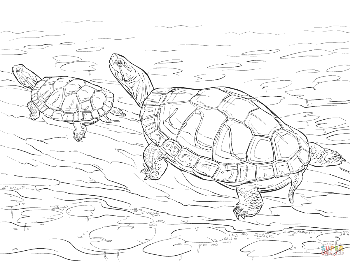 1200x900 Superior Realistic Turtle Coloring Pages Cute Eastern Box Page
