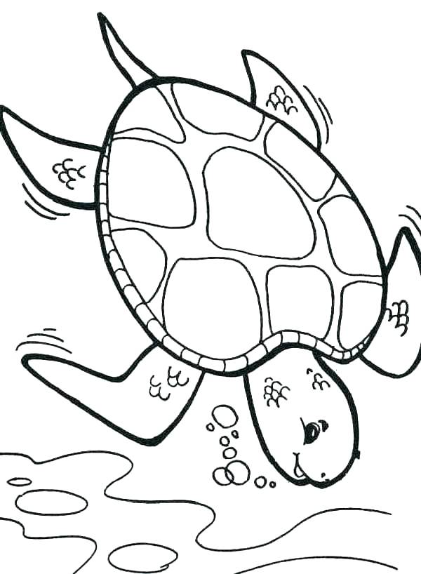 600x818 Turtle Color Page Turtle Coloring Page Baby Turtle Pictures Color