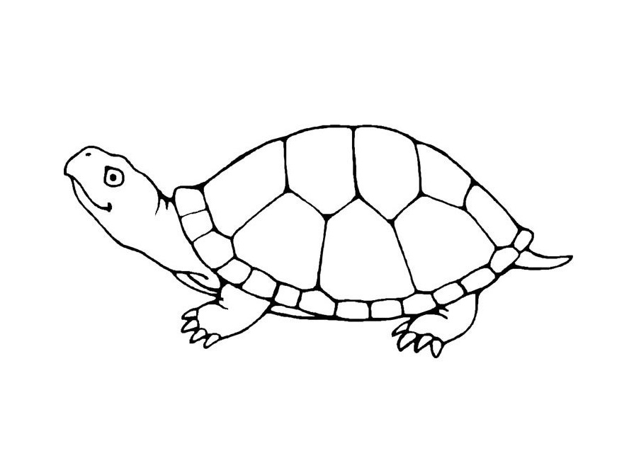 871x647 Cute Turtle Coloring Pages
