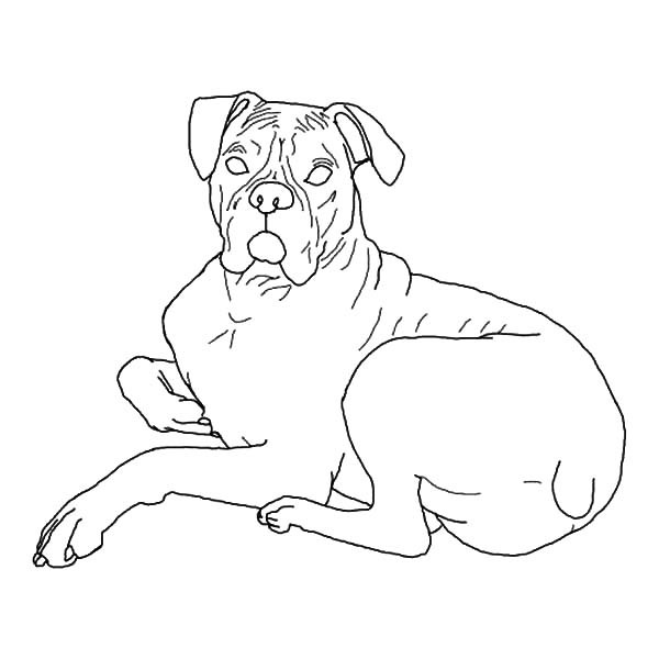 600x600 Boxer Dog Lying Down Coloring Pages Best Place To Color