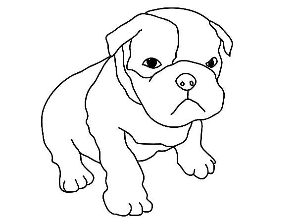 600x450 Baby Boxer Dog Coloring Pages Best Place To Color