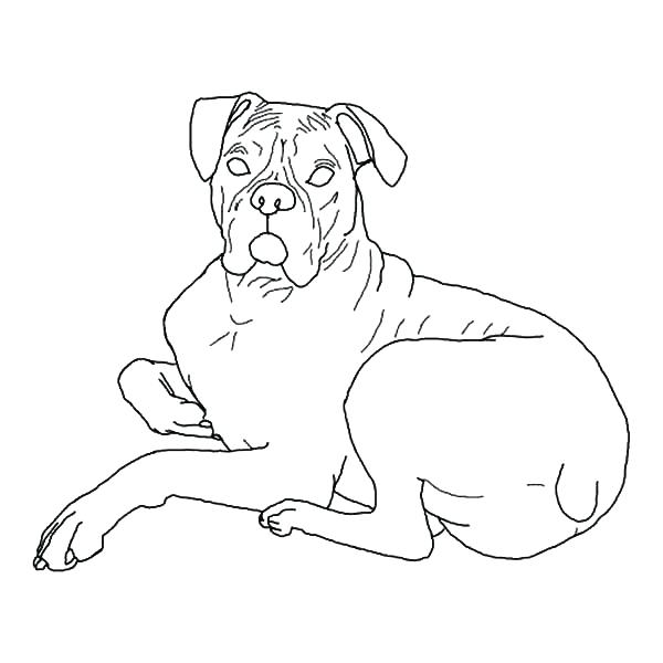 600x600 Boxer Puppy Coloring Pages Boxer Puppy Coloring Pages Coloring
