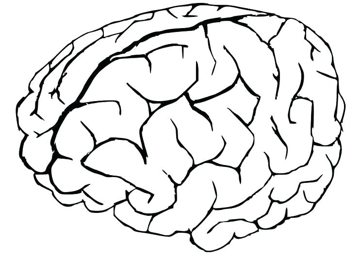 744x527 Brain Coloring Book As Well As Human Anatomy Coloring Book Human