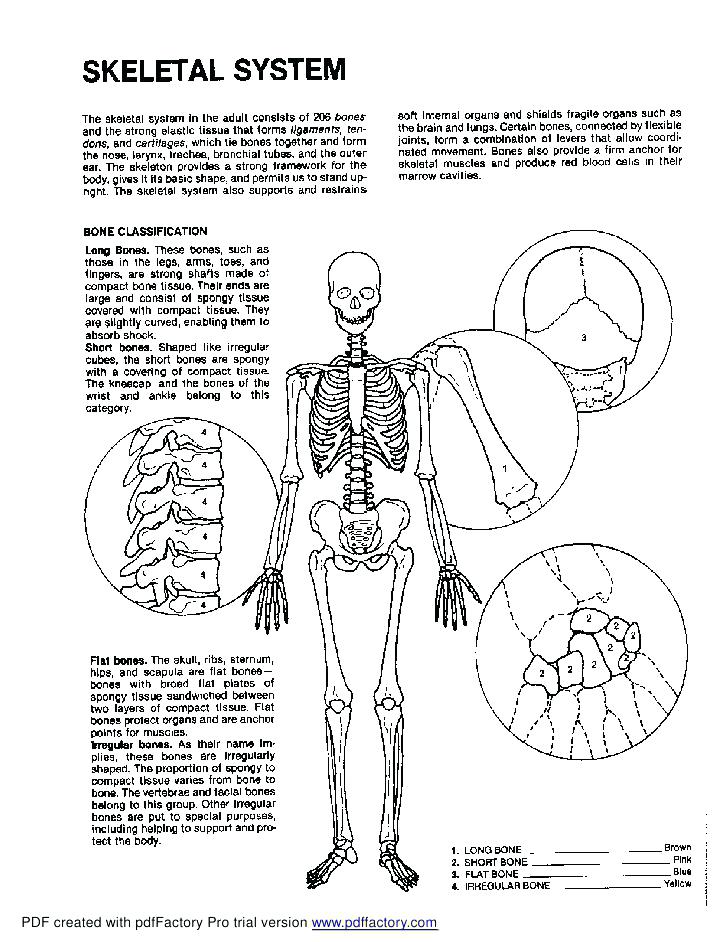 Brain Anatomy Coloring Pages