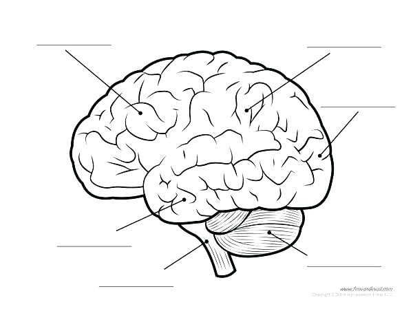 600x465 Brain Anatomy Coloring Pages Top Anatomy Coloring Pages For Your