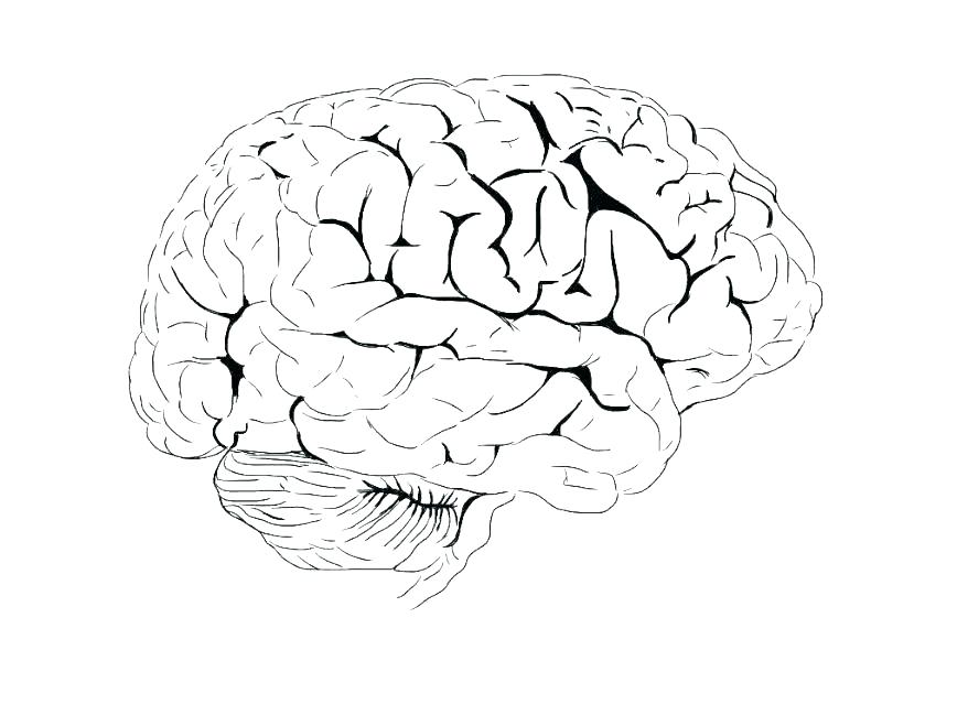 878x659 Brain Color Page Brain Anatomy Coloring Pages Brain Coloring