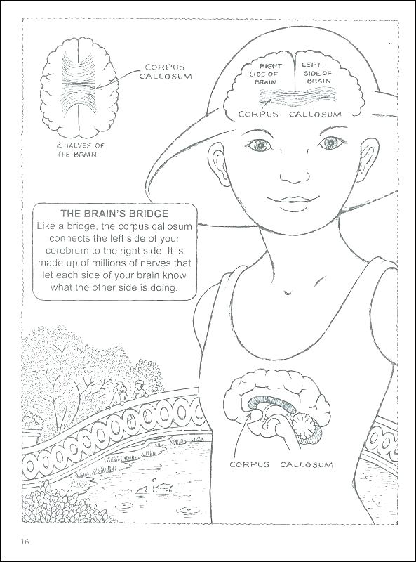 593x800 Brain Coloring Book Brain Anatomy Coloring Pages Brain Coloring