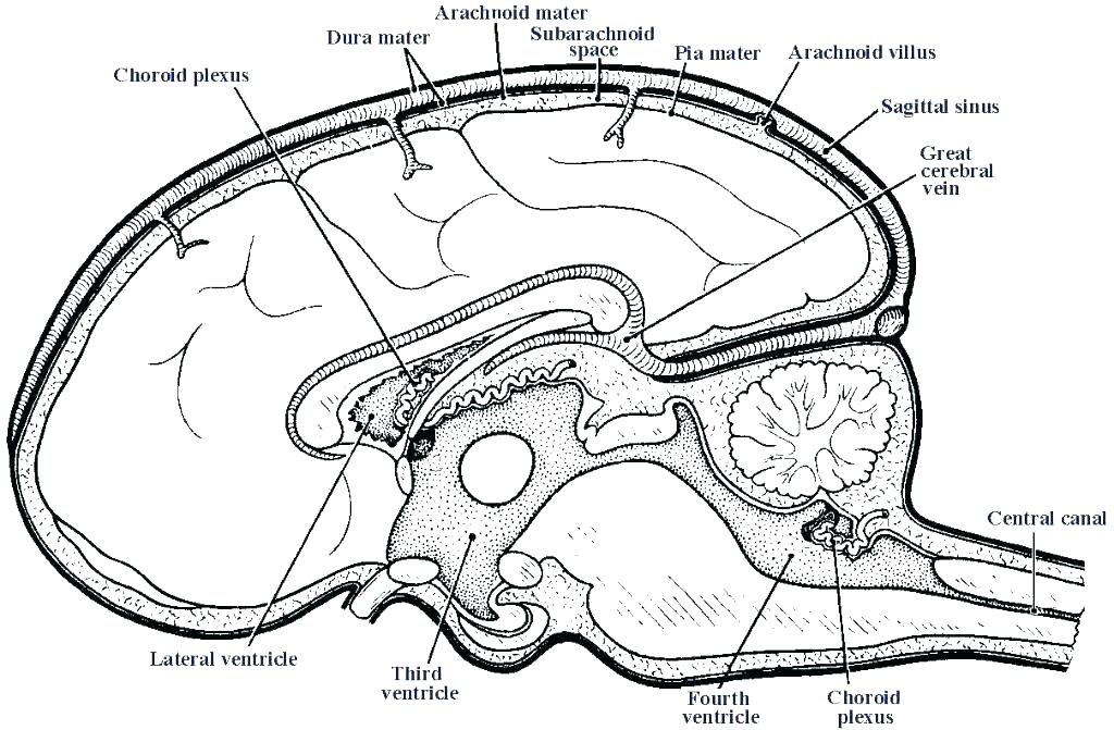1024x671 Brain Coloring Pages Brain Coloring Page Brain Coloring Pages
