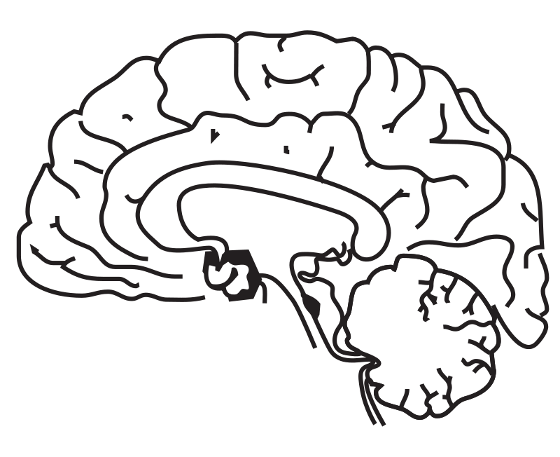 800x652 Brain Anatomy Coloring Page Brain Brain Anatomy