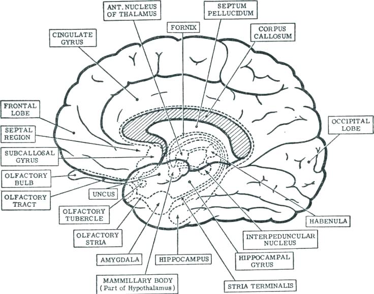 736x580 Brain Coloring Pages Human Anatomy Coloring Book Nice Brain
