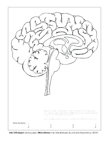 357x462 Brain Coloring Worksheet Nervous System Coloring Worksheet Nervous