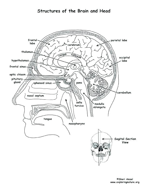 612x792 Human Anatomy Coloring Pages Human Body Coloring Pages Brain
