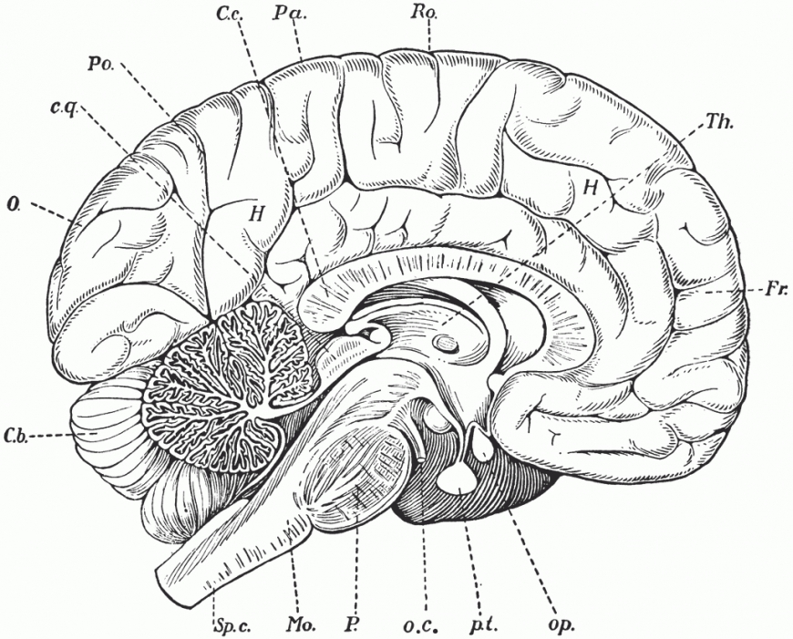 870x701 Brain Anatomy Coloring Pages