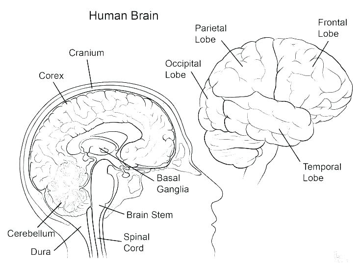 736x551 Human Coloring Pages Human Brain Coloring Pages Anatomy Coloring