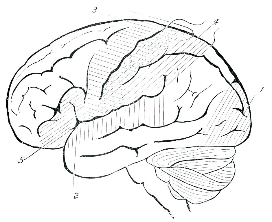 940x770 The Human Brain Coloring Book Also Anatomy Coloring And Coloring