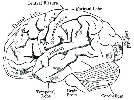 440x330 Anatomy Coloring Pages