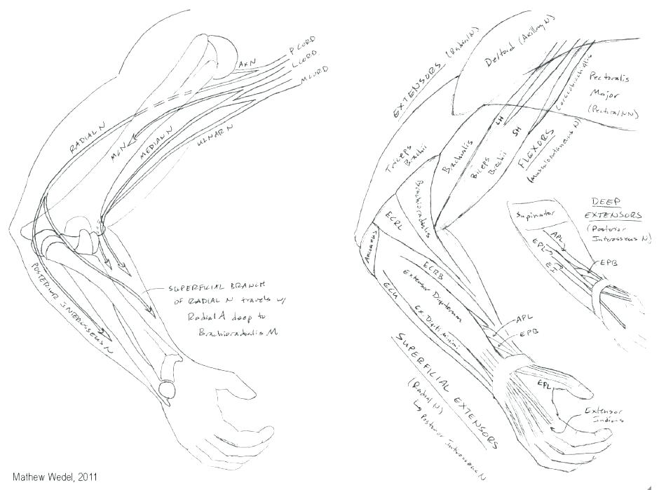 940x699 Brain Anatomy Coloring Pages Anatomy And Physiology Coloring Pages