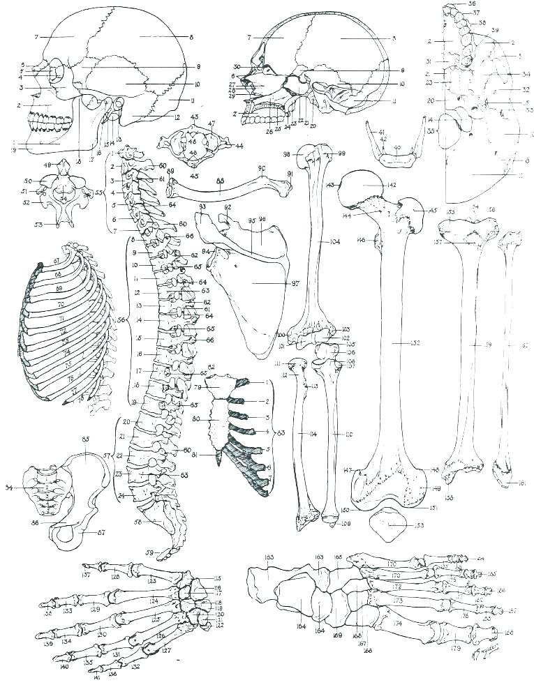 765x995 Brain Anatomy Coloring Pages Diagram Coloring Pages Brain Anatomy