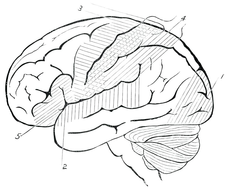 940x770 Brain Coloring Page Human Brain Coloring Pages Coloring Pages Amp