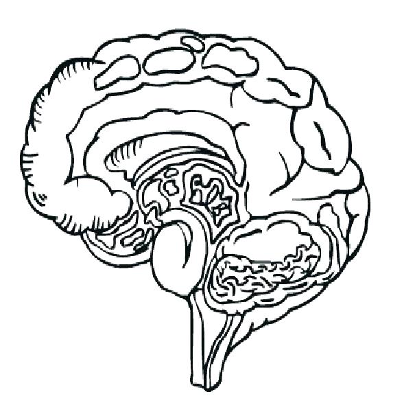 605x590 Brain Coloring Pages Printable Brain Coloring Page Growth Mindset