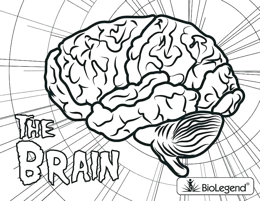 837x647 Brain Color Page Brain Coloring Brain Coloring Pages Best Brain