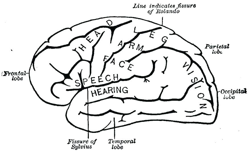 878x533 Brain Coloring Sheet Coloring Page Brain Brain Anatomy Coloring