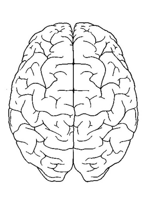 600x848 Brain Coloring Page Brain Coloring Page 7989