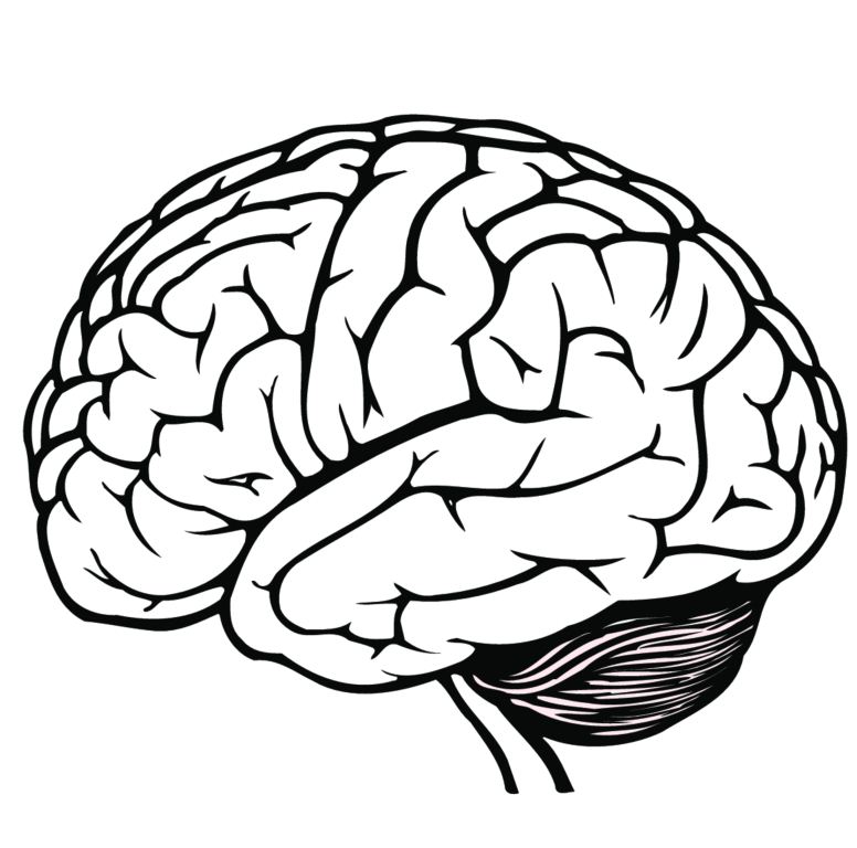 776x768 Drawn Brains Open Brain Many Interesting Cliparts