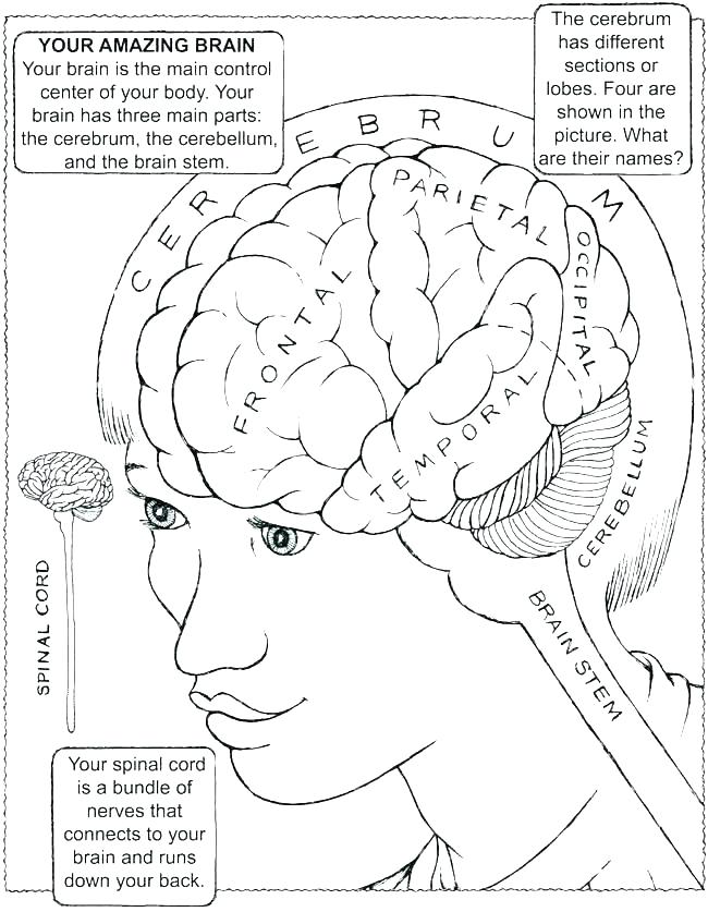 650x837 Brain Color Page Human Anatomy Coloring Pages Brain Coloring Page