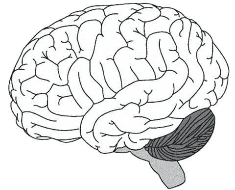 480x387 Brain Coloring Page Brain Coloring Page Brain Coloring Pages