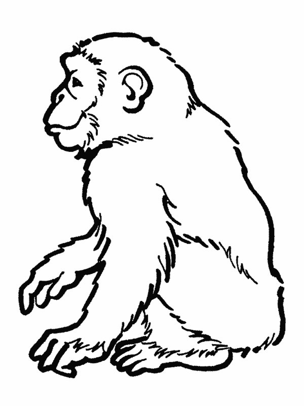 600x800 Brazil Flag Coloring Page Printable