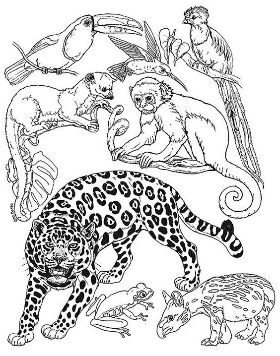 564x718 Brazil Rainforest Coloring Pages Of Animals In