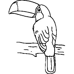 300x300 59 Best Brazil Swaps Images On Brazil, Birds And Parrots