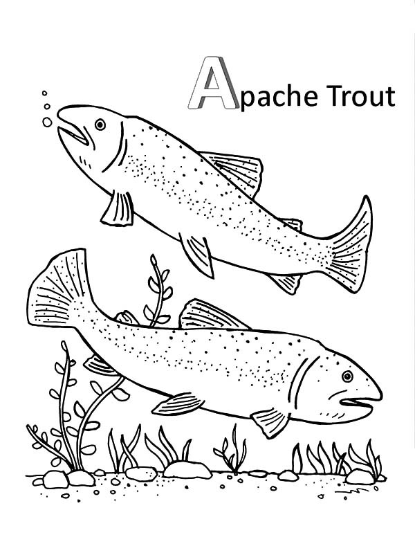 600x776 Brook Trout Coloring Pages