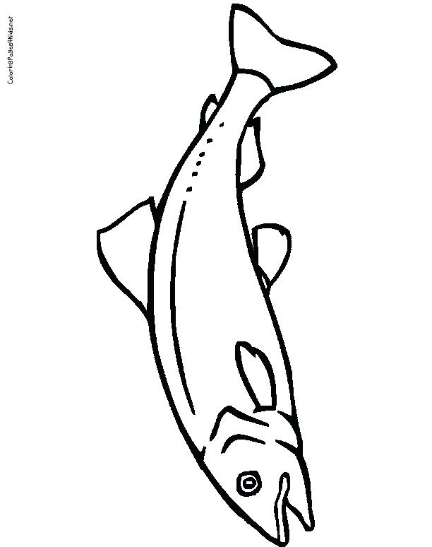 612x774 Salmon Coloring Pages Brook Trout Coloring Page Cool Salmon Pages