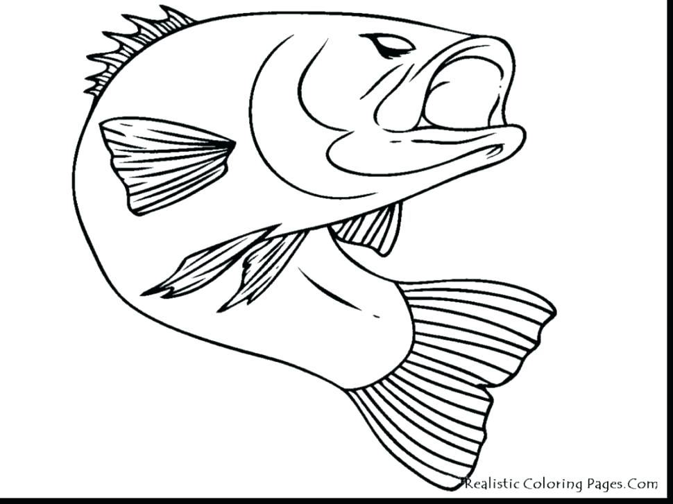 970x727 Trout Coloring Page Impair.co