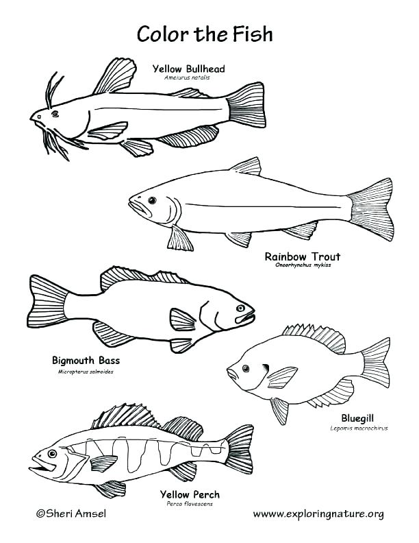 612x792 Brook Trout Coloring Page Rainbow Trout Coloring Pages Coloring