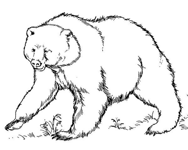 600x479 Coloring Page Brown Bear, Brown Bear, What Do You See Therapy