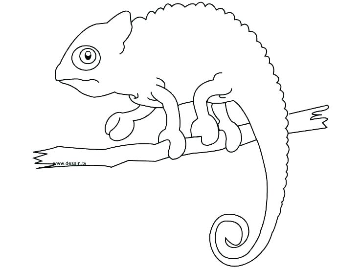 736x552 Brown Bear Coloring Pages Brown Bear Coloring Page Little Brown