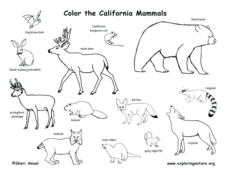792x612 Rainforest Animal Coloring Pages Forest Animals Coloring Pages