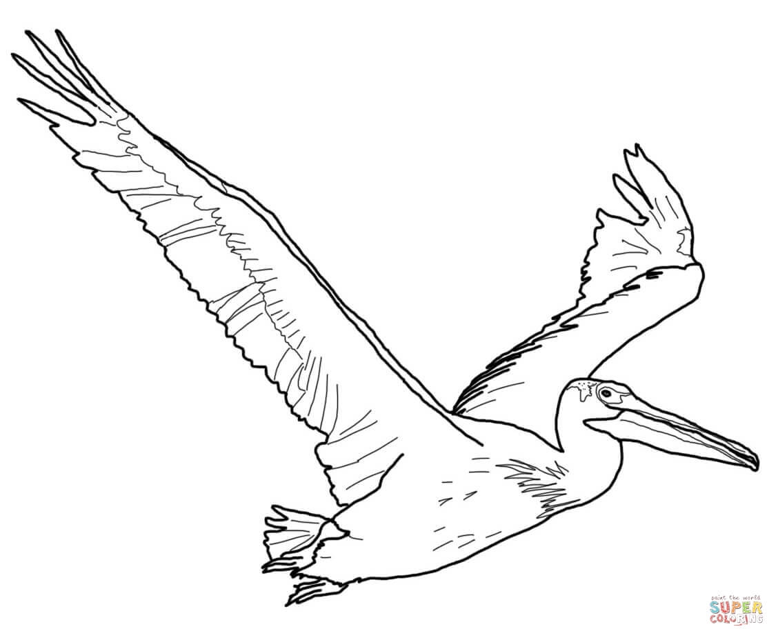 1128x928 Best Of Pelican Page To Color Collection Printable Coloring Sheet