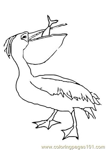 354x500 Pelican Coloring Pages