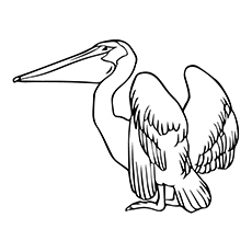 230x230 Top 10 Pelican Coloring Pages For Toddlers