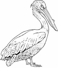 236x276 Pelican Coloring Page Coloring Pages Bird, Mosaics