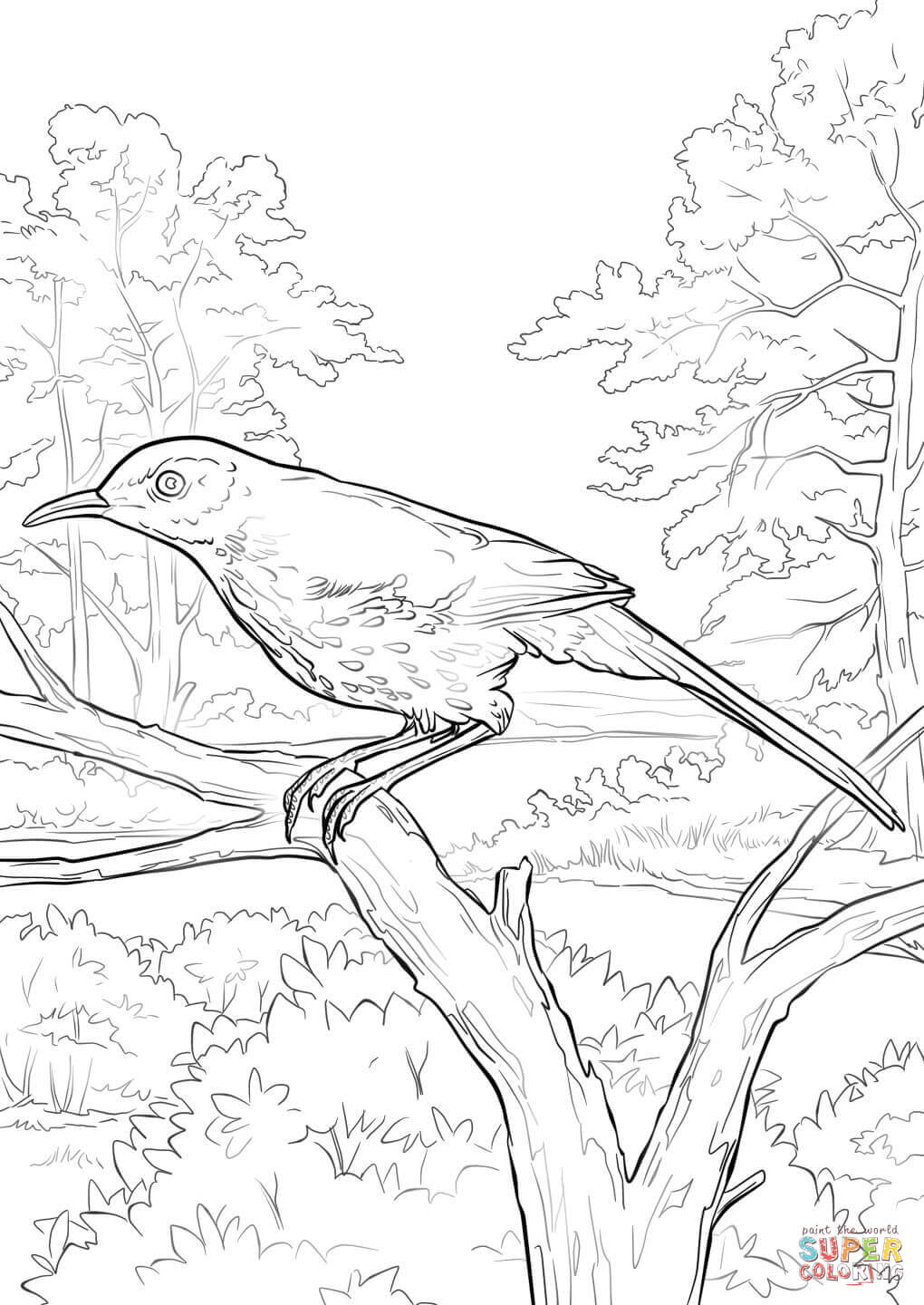 1020x1440 Brown Pelican Coloring Sheets Thrasher Page Pages