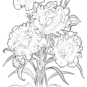 300x300 Brutus Buckeye Coloring Pages Az Dtakpbc Adult