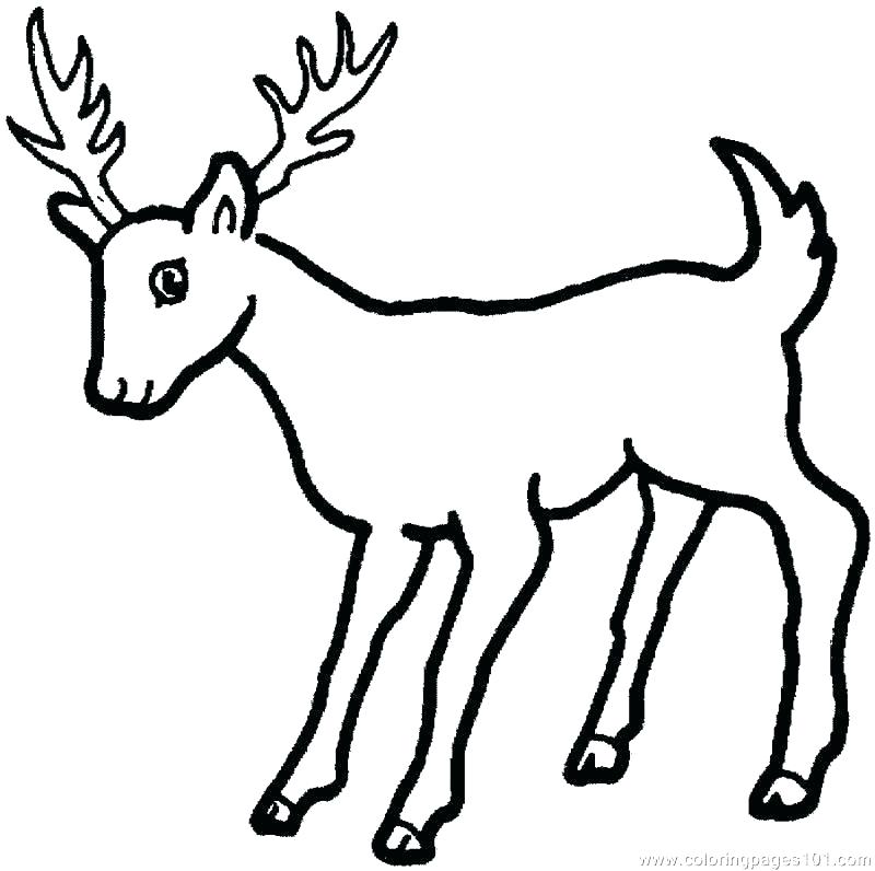 800x796 White Tailed Deer Coloring Page Coloring Pages Of Deer Coloring