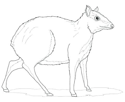 480x394 Red Deer Coloring Pages Download And Print For Free Free Red Deer