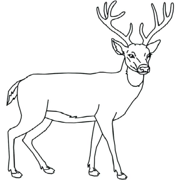600x600 Whitetail Deer Coloring Pages Astounding Whitetail Deer Coloring